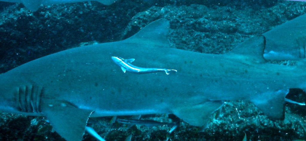 008736b6-4e96-41b4-890b-86547516bc13