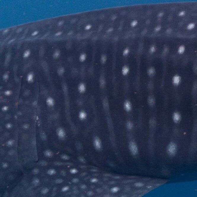 58a2f003-2586-4037-9919-856fb0212c24