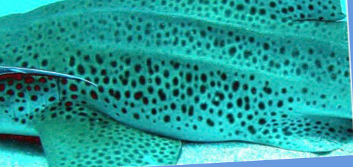 4d9b2a44-e5e0-458b-b15d-4c9417301232