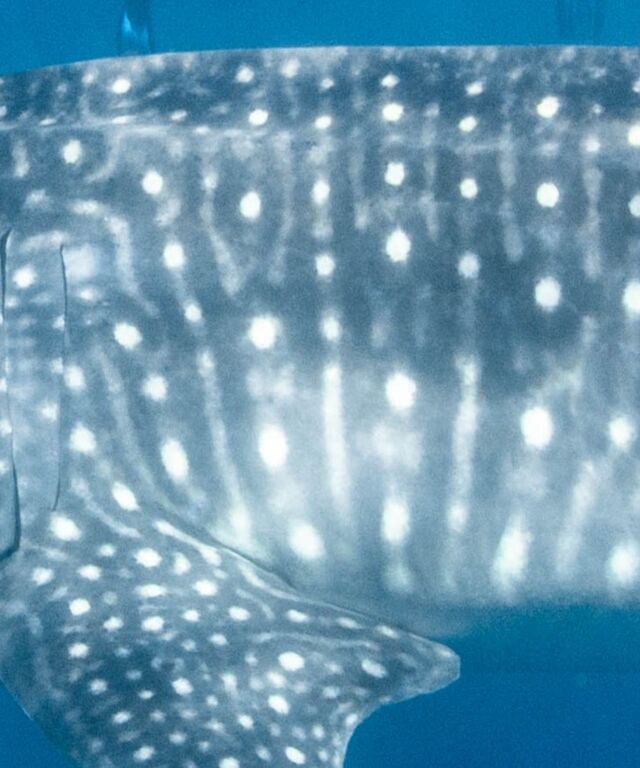 03d043a4-eb84-4b61-aac9-c77f42358f20