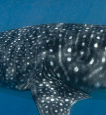 388adb33-385a-489c-83c7-e63fc3da7447