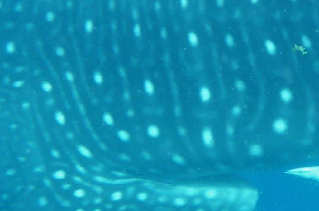 75dc4818-fea3-4230-bef1-74f398f7dc74