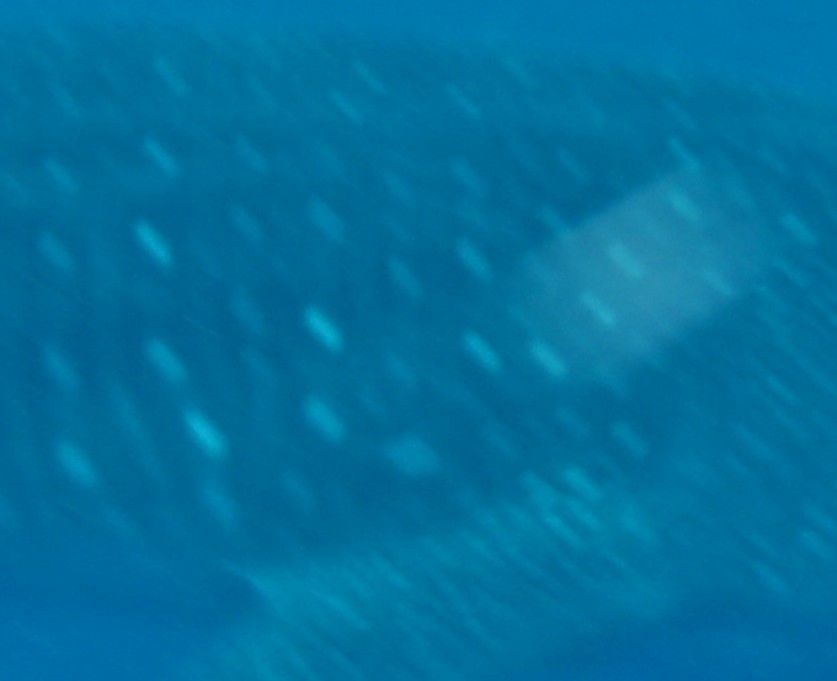 75dc4818-fea3-4230-bef1-74f398f7dc74