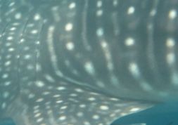 5559529e-a64b-4808-b78c-f2b7fd6612c9