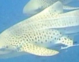 88f4b7c8-cf23-44ad-b3c8-96de2a5d999b