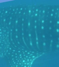 8388da1f-c0b7-432f-9918-3dc7c2fe43ab