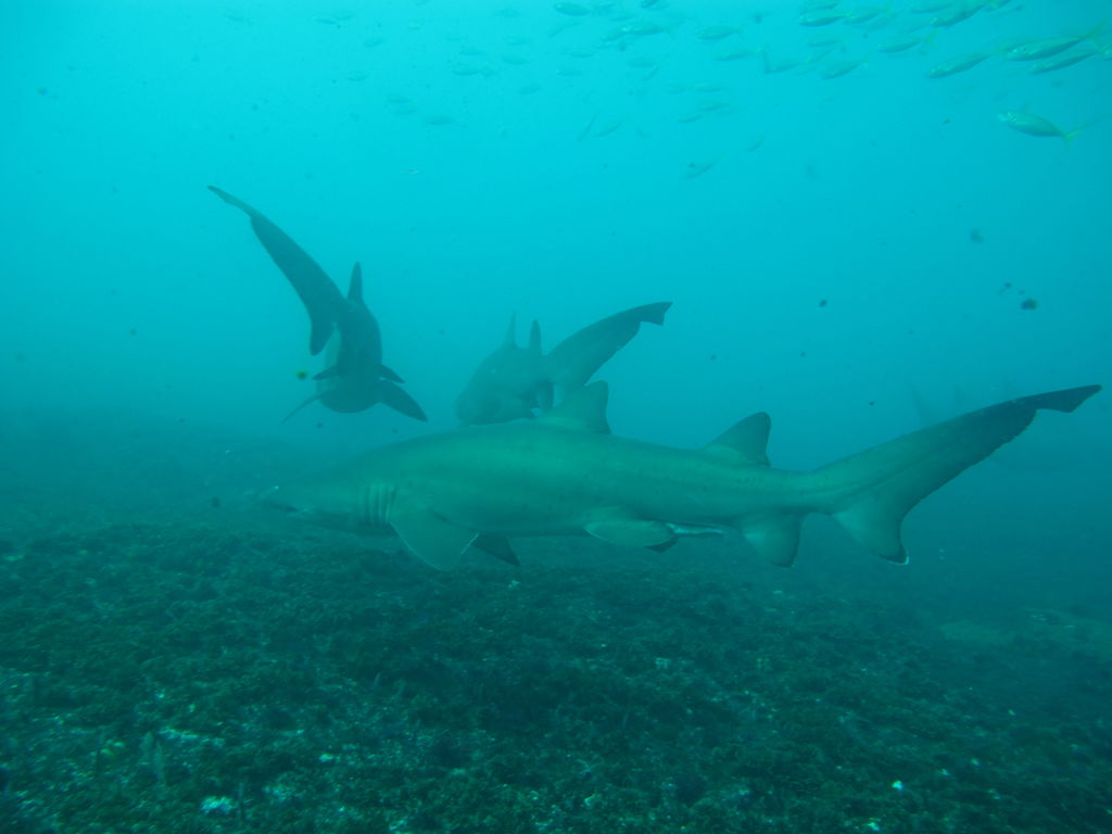 03284fcd-ec95-485a-a49c-42c3280fe097