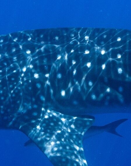 fd03ffcf-d34f-461c-8e20-880f30bdff76