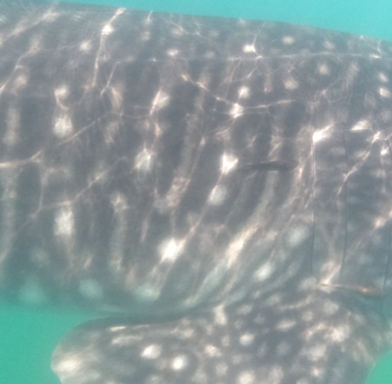 0c93cc1e-1a89-4b21-9a39-2914cf76ffaf