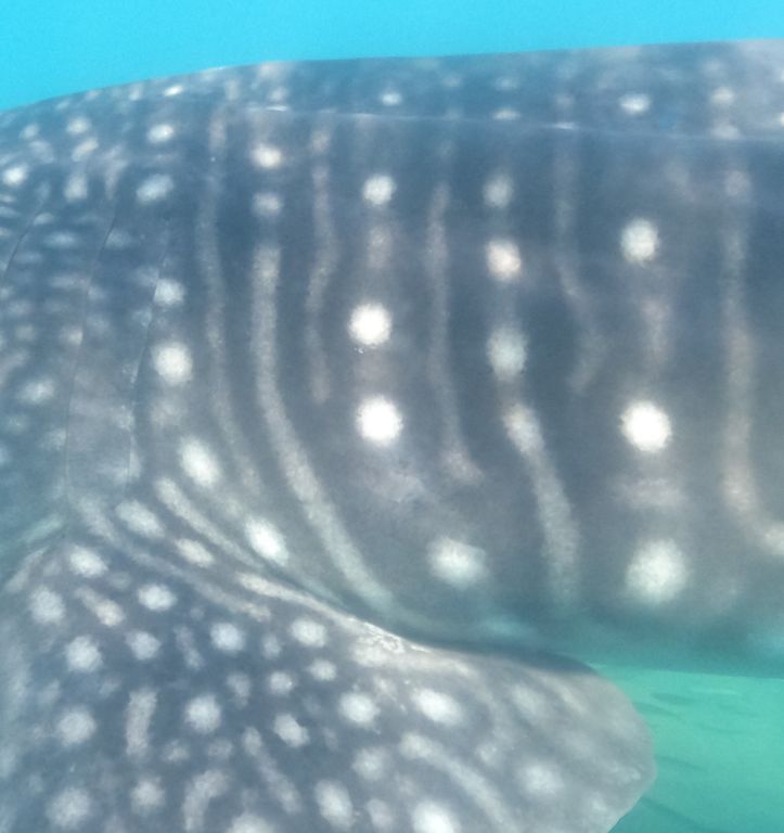 0c93cc1e-1a89-4b21-9a39-2914cf76ffaf