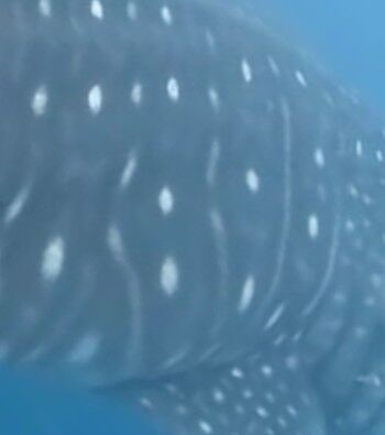 2bf83e90-5d2d-468c-9f35-104afd226ea0