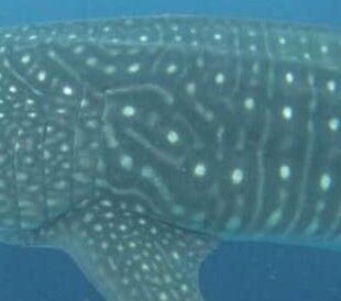 2bf83e90-5d2d-468c-9f35-104afd226ea0