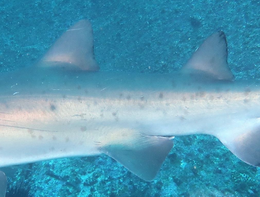 43c6c12b-4688-47de-9199-62586e3374a2