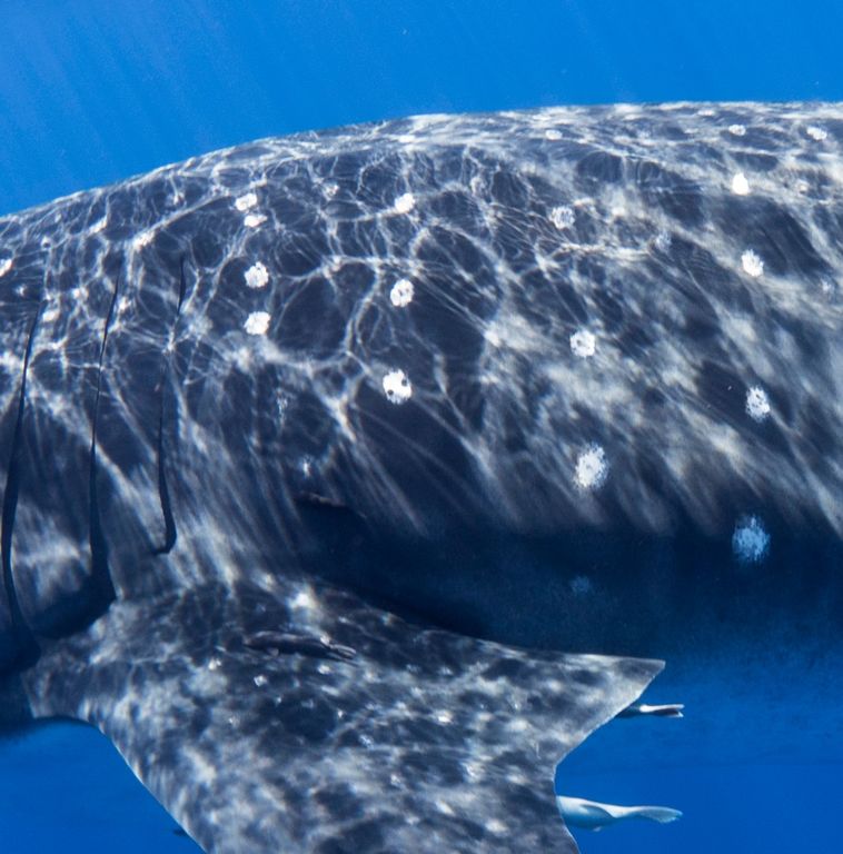 0f8378f5-c9a2-48bd-86e6-03ce260492e5