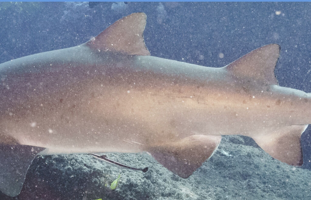 c6ab81db-0381-4094-9a40-cf7e58dd7c49