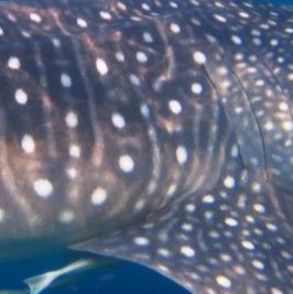 a3899a3f-6d2d-47fe-a530-55cef437bc58