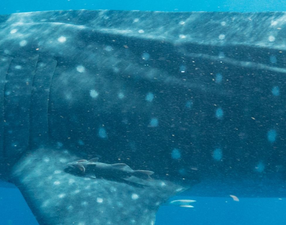 62201763-de67-473a-b802-dce10c375346