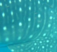 174903bb-8b4e-46aa-a7c9-d05117da8d0d