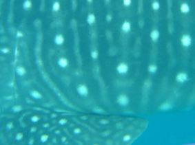 174903bb-8b4e-46aa-a7c9-d05117da8d0d