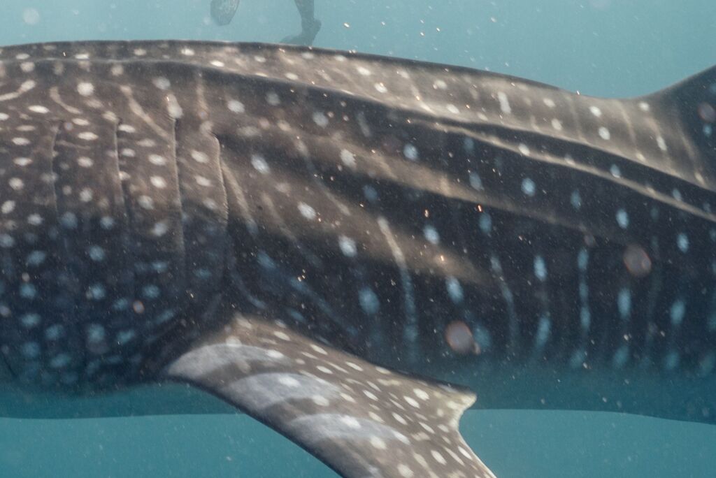 733b397e-ab31-46c3-9399-b53eceb0b7d5