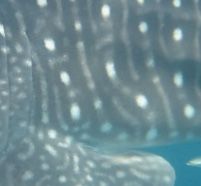 a33cb812-8a46-49bd-a097-0d0e316e4be3