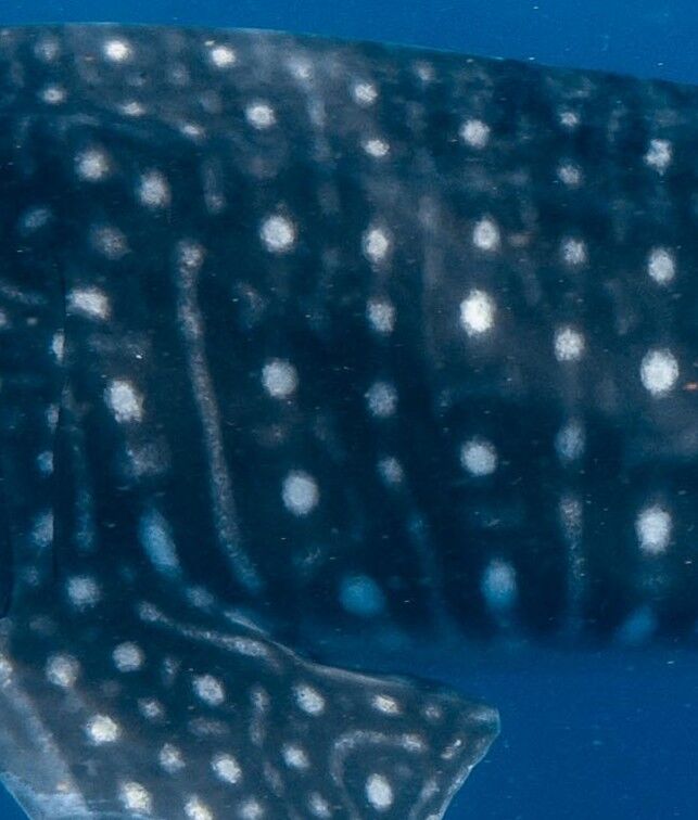 586fe736-d3e8-4704-8531-f6b4e0707580