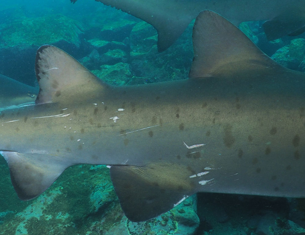 0a30063f-dce9-4585-8853-db9260967d20