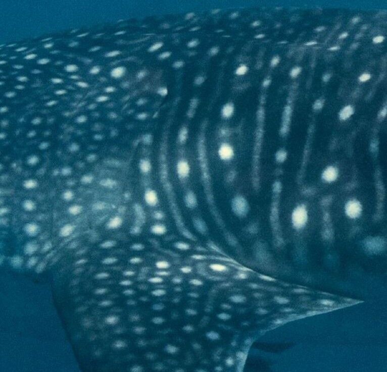 1ce41d35-f557-47aa-bbe2-e7de295967c9