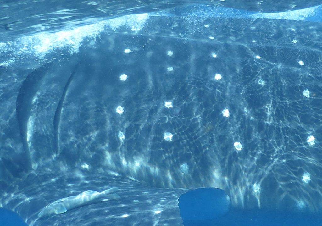 2f9be34c-b4f4-4e8f-953a-bf4c7e665c9d