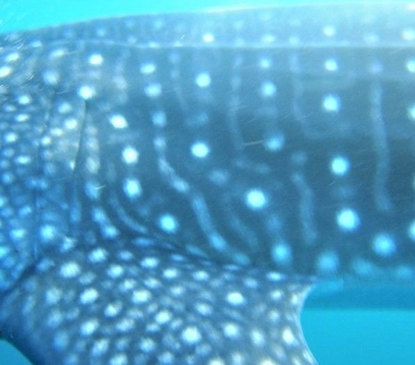 34517be9-cfd3-41ab-8404-59d1b79c6d09