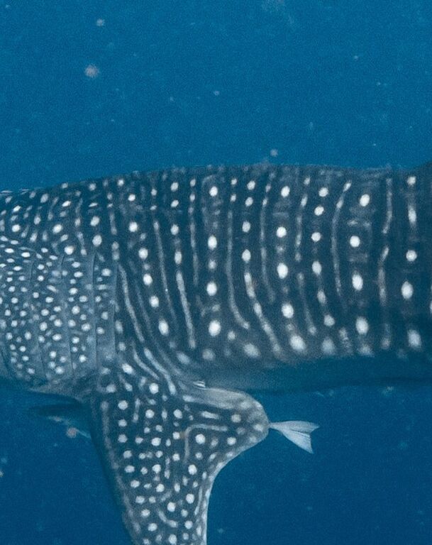 15cc4766-20eb-4223-9309-5839ae24a2d3