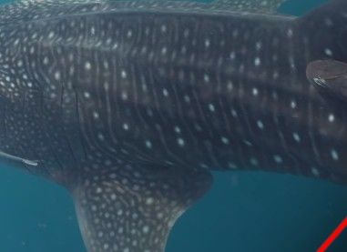 e9d03b6d-ff48-4880-a73d-80224f59afac