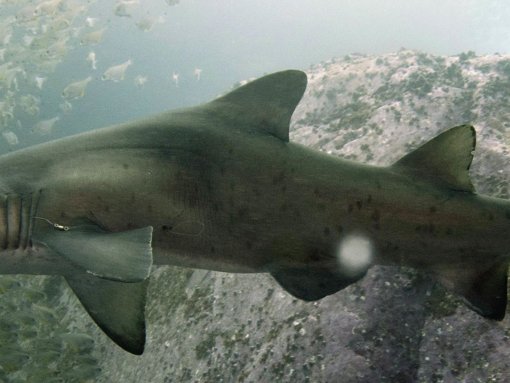 ca7fee04-c010-4f31-9d40-d3e12890af04