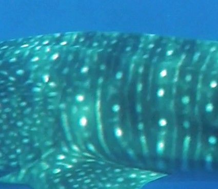 1f25a279-de6d-4f62-a263-10c46830efc8