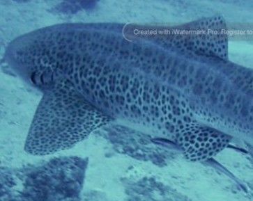 1f6081f7-5b35-45dd-8792-98b7d0cd9737