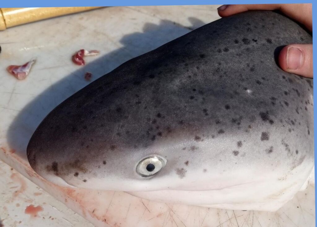 dc3d8725-fc68-4b78-af06-7b455f7a09bc