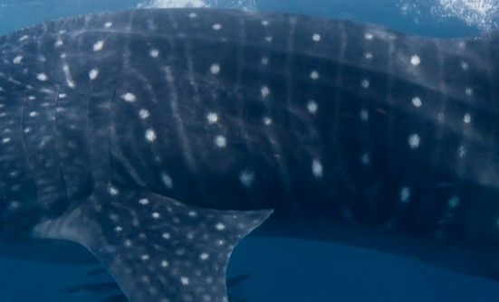 a0087c24-934a-4ced-87c7-ff3feff46142