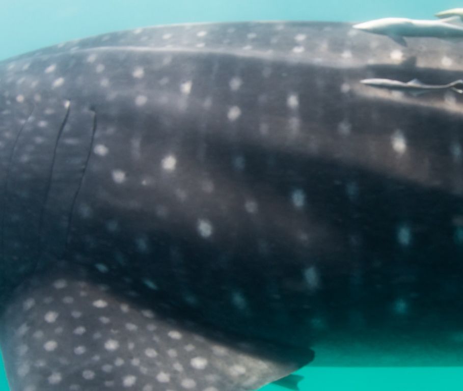 bea4cf11-e517-46cf-bf80-76ce60a1b683