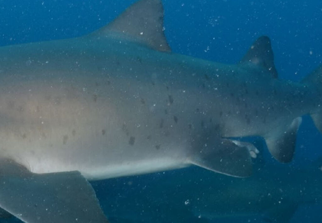 d61f44bf-3765-4891-9953-c02997e75b87