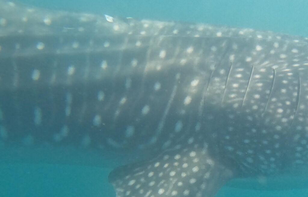 08292513-5883-4262-87df-52d7f018657e