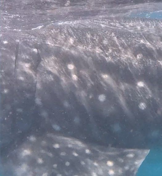 4ff16c1b-f835-4d45-a7b0-9da6dec3433e