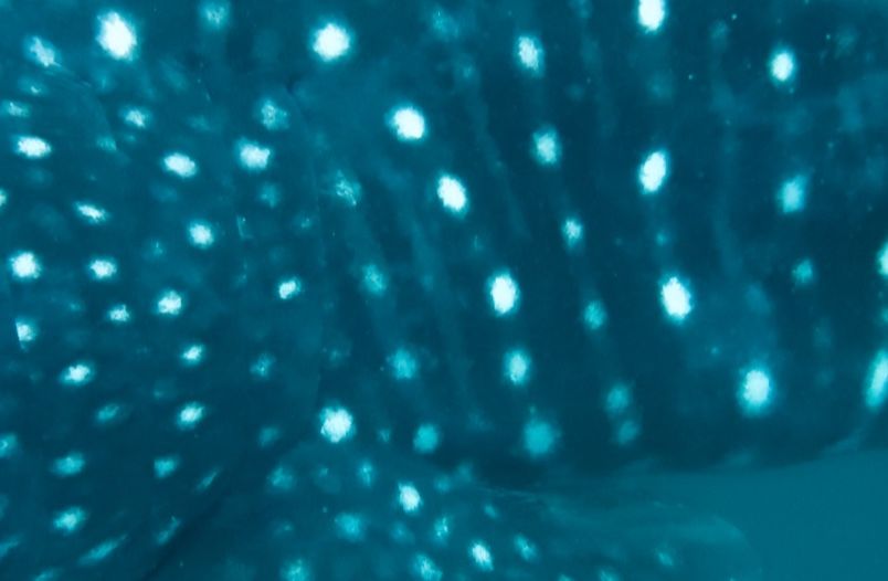 5ac7bd66-2e4a-4c17-b2c0-244d486c877d