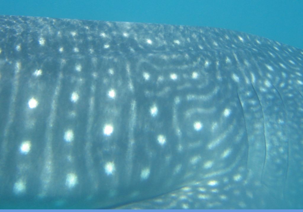 0ec20442-a86d-4c1d-bc6a-1919b479df15