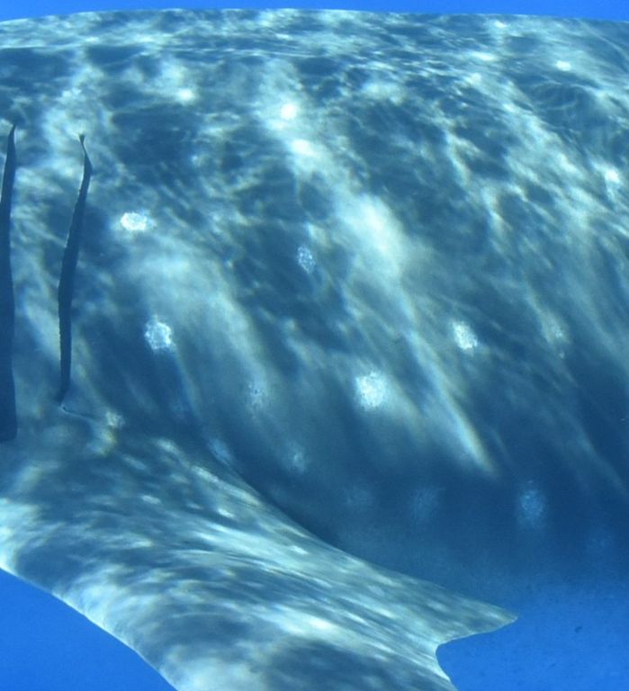 4519ebcb-0daa-4bdf-9ed8-402271b388c4