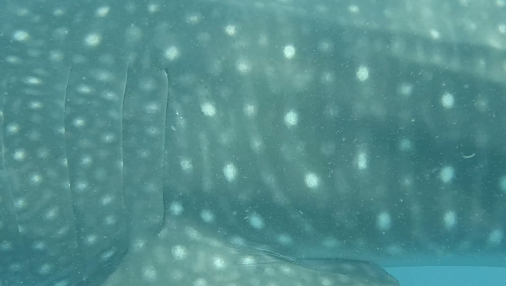 1d6050b8-2cb9-4a5a-8bf2-15252ba17c8b