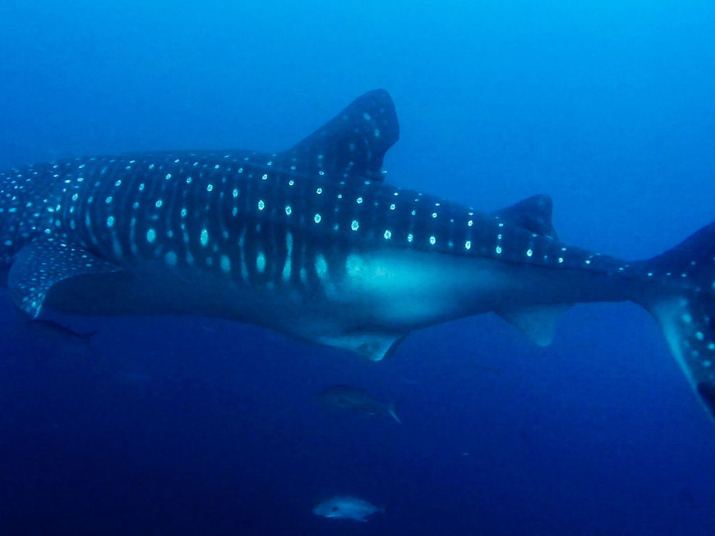 ee06d42f-eded-46fd-8fbb-c3f6a5a8987f