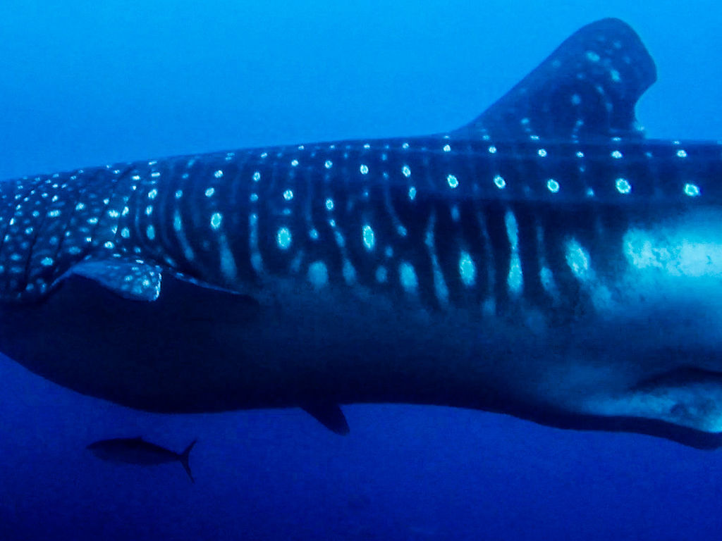 ee06d42f-eded-46fd-8fbb-c3f6a5a8987f