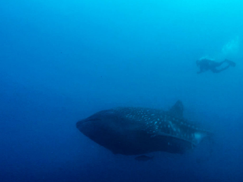 ee06d42f-eded-46fd-8fbb-c3f6a5a8987f