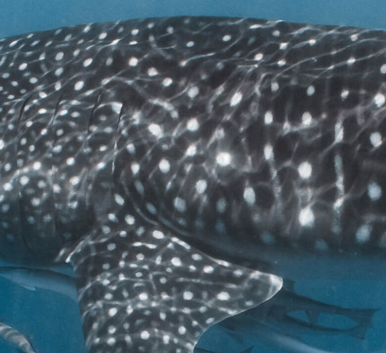 195c6e77-4af9-4267-8c79-3e525254440e