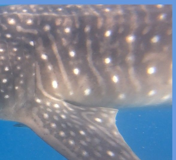 d4a4467f-1afa-4010-8f0f-41014afbe0dc